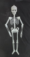 skeleton-gid-85cm